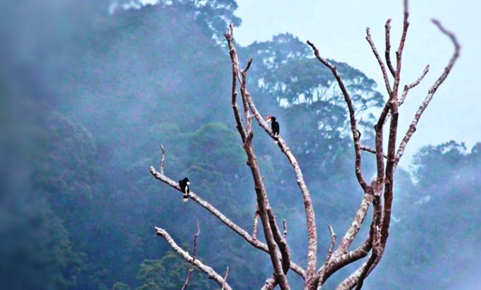 Burung rongkang khas Kalimantan, yang merindukan sustainable investing