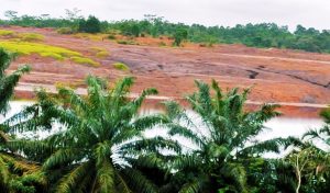 Ilustrai kelapa sawit