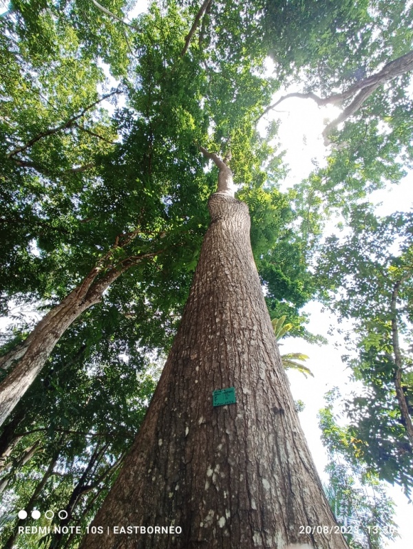 Heterogenitas jenis pohon yang ada didbelantara hutan Kalimantan yang masih terjaga untuk dapat memberikan celah manfaat menrapkan sustainable fashion I Dokpri